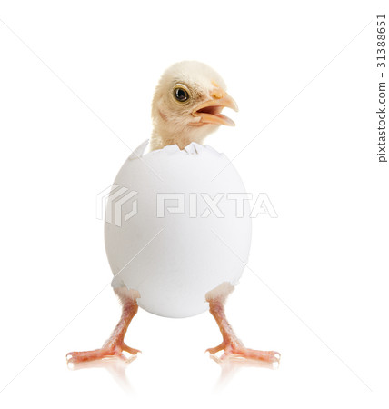 little chick 31388651