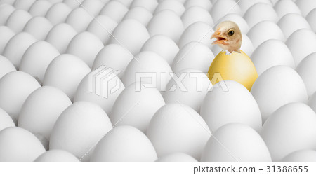 chicken nestling 31388655