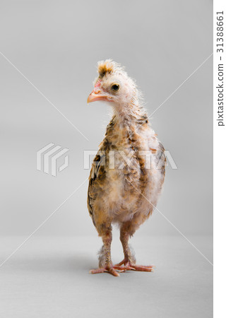 little chick 31388661