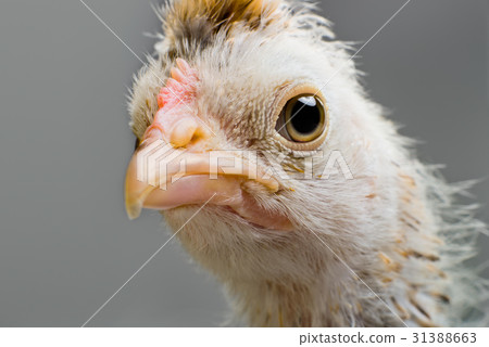 head chick head chick 31388663