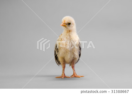 little chick 31388667