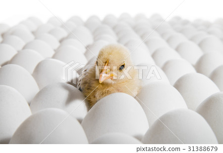 nestling nestling 31388679