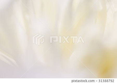 white background from flowers 31388792