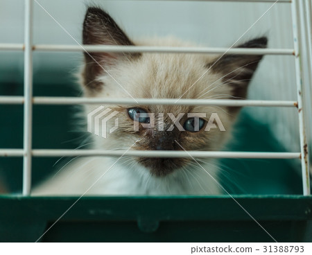 Homeless kitten in a cage in an animal shelter Homeless kitten in a cage in an animal shelter 31388793