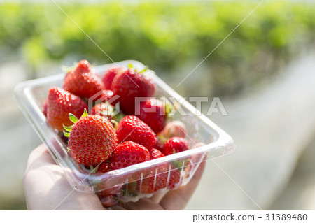 草莓採摘 31389480