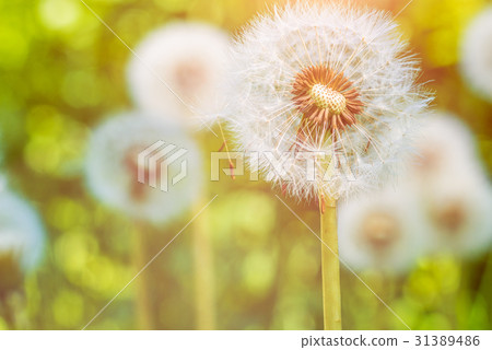 The dandelions blowballs under sun flares are 31389486