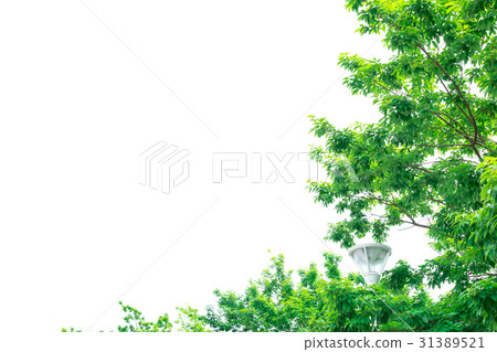 Refreshing fresh green image Forest Leaves Ecology Looking up Plants Spring image Refreshing fresh green image Forest Leaves Ecology Looking up Plants Spring image 31389521