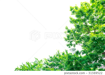 Refreshing fresh green image Forest Leaves Ecology Looking up Plants Spring image Refreshing fresh green image Forest Leaves Ecology Looking up Plants Spring image 31389522