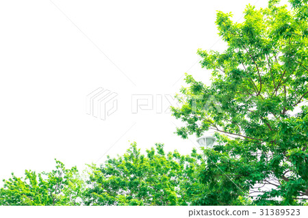 Refreshing fresh green image Forest Leaves Ecology Looking up Plants Spring image Refreshing fresh green image Forest Leaves Ecology Looking up Plants Spring image 31389523