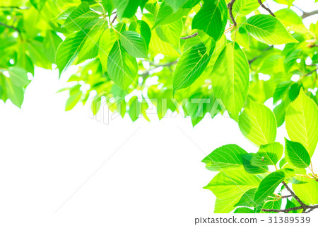 Refreshing fresh green image Forest Leaves Ecology Looking up Plants Spring image 31389539