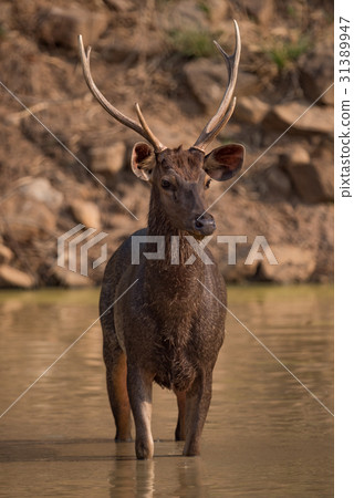 Male sambar deer standing in shallow water Male sambar deer standing in shallow water 31389947