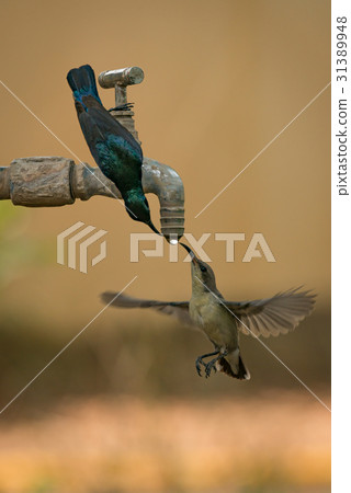 Pair of purple sunbirds drink tap water Pair of purple sunbirds drink tap water 31389948