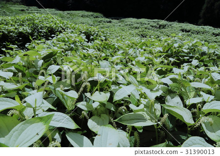 Okada谷的半年夏天庭院 Okada谷的半年夏天庭院 31390013