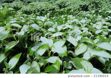 Okada谷的半年夏天庭院 31390014