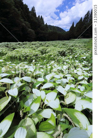 Okada谷的半年夏天庭院 31390015