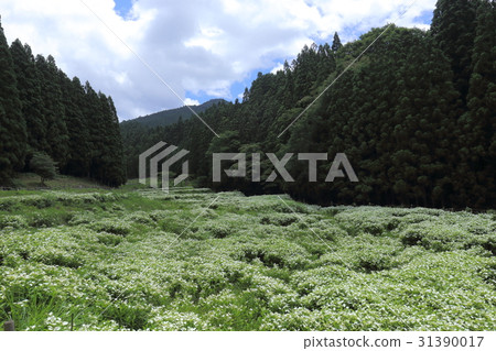 Half year summer garden in valley of Okada Half year summer garden in valley of Okada 31390017