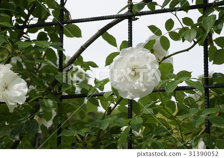 rose rose 31390052