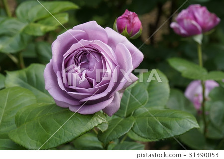 rose rose 31390053