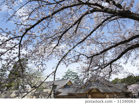 春天名古屋城堡 春天名古屋城堡 31390063