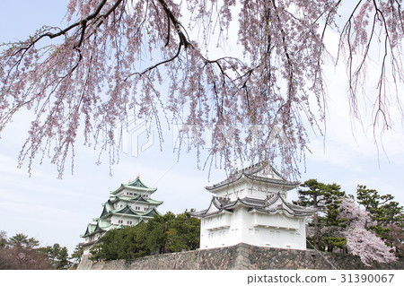 春天名古屋城堡 春天名古屋城堡 31390067