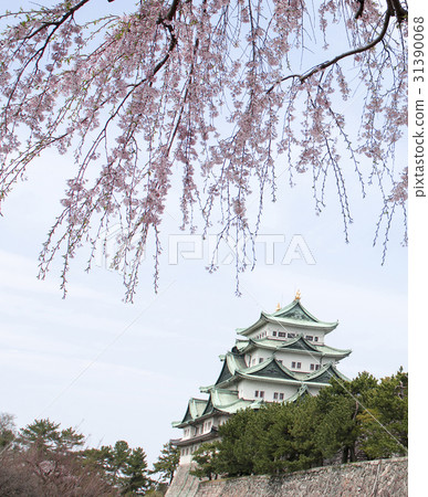 春天名古屋城堡 春天名古屋城堡 31390068