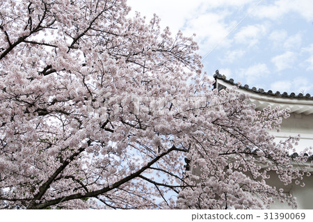 春天名古屋城堡 春天名古屋城堡 31390069