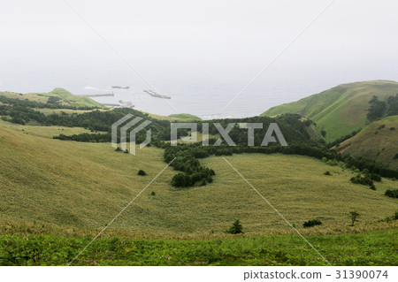 禮文島北海道 禮文島北海道 31390074