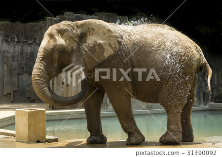 African elephant African elephant 31390092