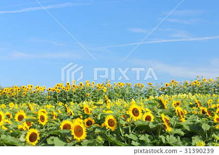 向日葵 31390239