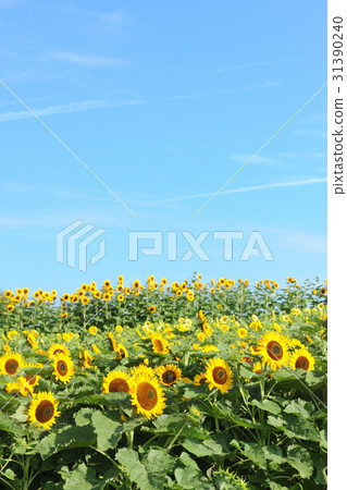 向日葵 31390240
