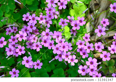 Imoki竹子紅紫色花 31391347