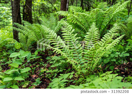 Fern leaf with water drops close-up 31392208