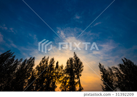 beautiful colorful sunset sky with clouds, trees beautiful colorful sunset sky with clouds, trees 31392209