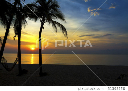 Sunrise and three coconut Sunrise and three coconut 31392258
