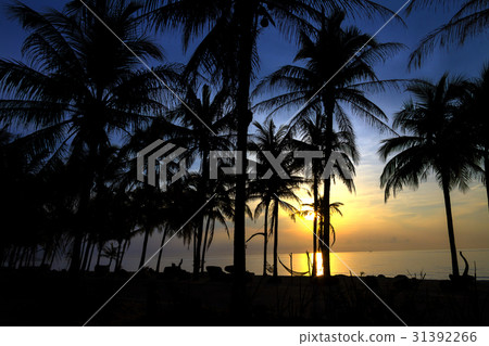 Silhouette coconut with sunrise 31392266