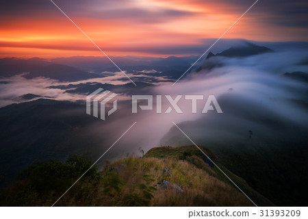Pha Tang hill, The most famous place sea of cloud 31393209