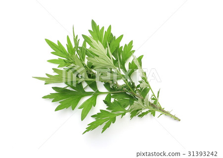 艾蒿 艾蒿 31393242