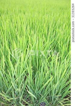 綠色豐富的初夏水稻生長迅速 31393264
