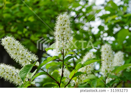 Uwamizuzakura的白花，不能被視為櫻花 31393273