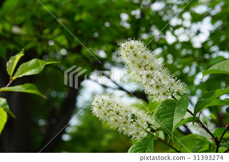 White flowers of Uwamizuzakura that can not be seen as cherry blossoms White flowers of Uwamizuzakura that can not be seen as cherry blossoms 31393274