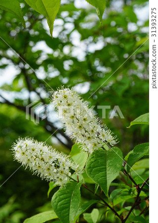 Uwamizuzakura的白花,不能被視為櫻花 Uwamizuzakura的白花,不能被視為櫻花 31393275