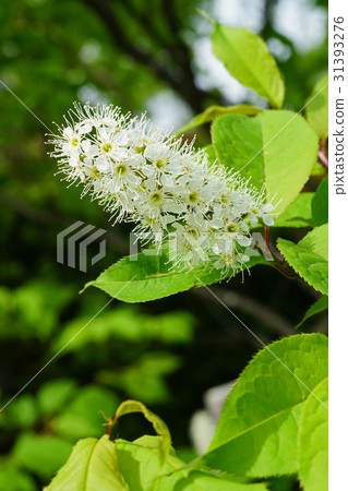 Uwamizuzakura的白花，不能被視為櫻花 31393276