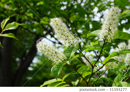 Uwamizuzakura的白花,不能被視為櫻花 Uwamizuzakura的白花,不能被視為櫻花 31393277