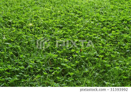 Green Green 31393992