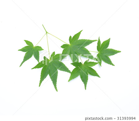 Momiji leaves 31393994