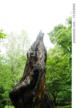 Old tree Old tree 31394004