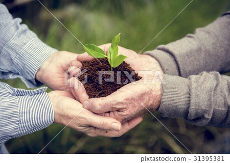 Environmental Conservation Plant Sustainability Environmental Conservation Plant Sustainability 31395381