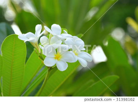 chopped and slices of garlic in black bow 31398102