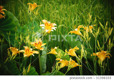 金針花 金針花 31398103