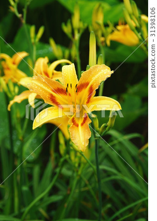 金針花 金針花 31398106